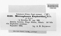 Microsphaera euphorbiae image